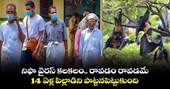 Nipah Virus: నిఫా వైరస్ కలకలం.. రావడం రావడమే 14 ఏళ్ల పిల్లాడిని పొట్టనపెట్టుకుంది..