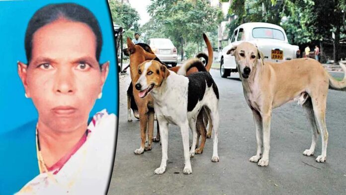 Dog Attack: నిద్రిస్తున్న వృద్ధురాలిపై కుక్కల దాడి.. చెల్లాచెదురుగా శరీర భాగాలు..