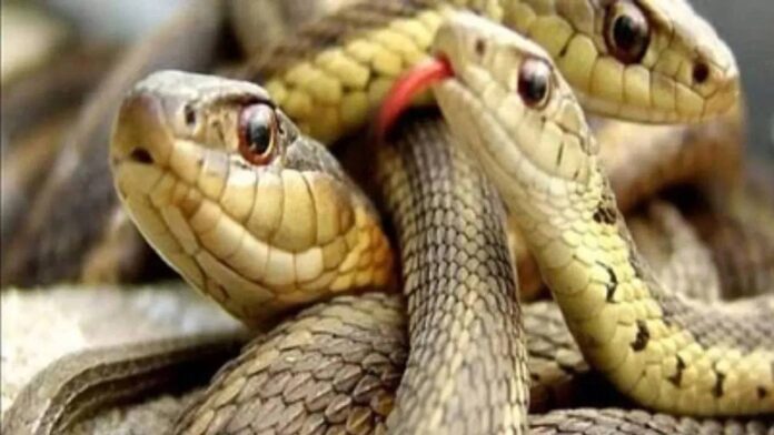 Snakes: ఈ పాము  రైతు నేస్తం..ఎందుకో తెలుసా..